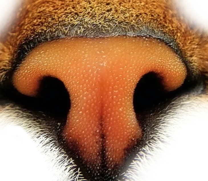 THIER MISSING THEIR NOSE